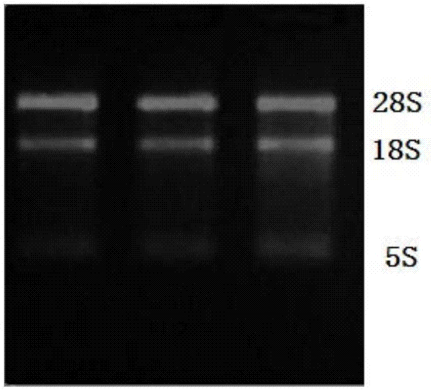 Plant low temperature resistance gene, and cultivation method of transgenic low temperature resistant plant