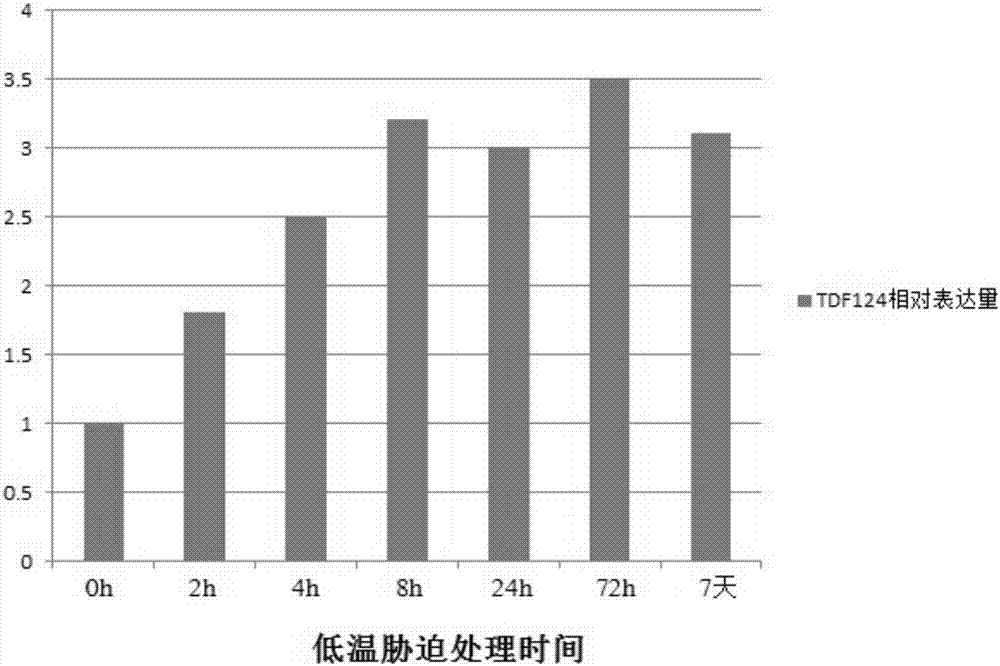 Plant low temperature resistance gene, and cultivation method of transgenic low temperature resistant plant