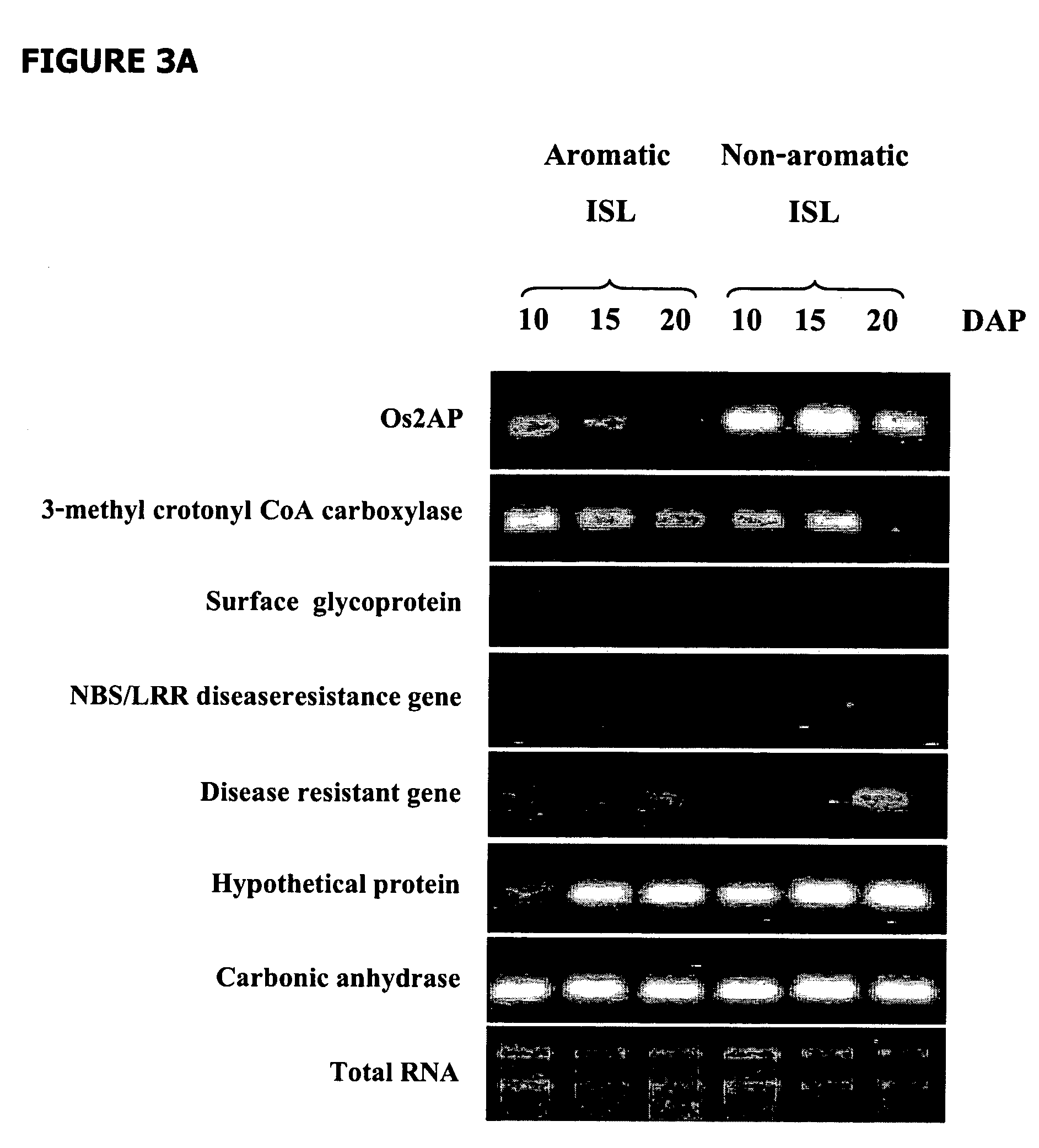 Transgenic rice plants with reduced expression of Os2AP and elevated levels of 2-acetyl-1-pyrroline