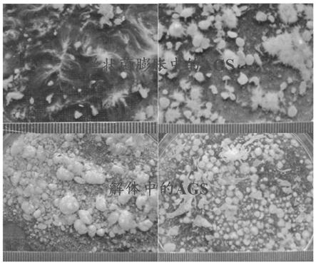 Method for maintaining operation stability of aerobic granular sludge (AGS) reactor based on particle size control