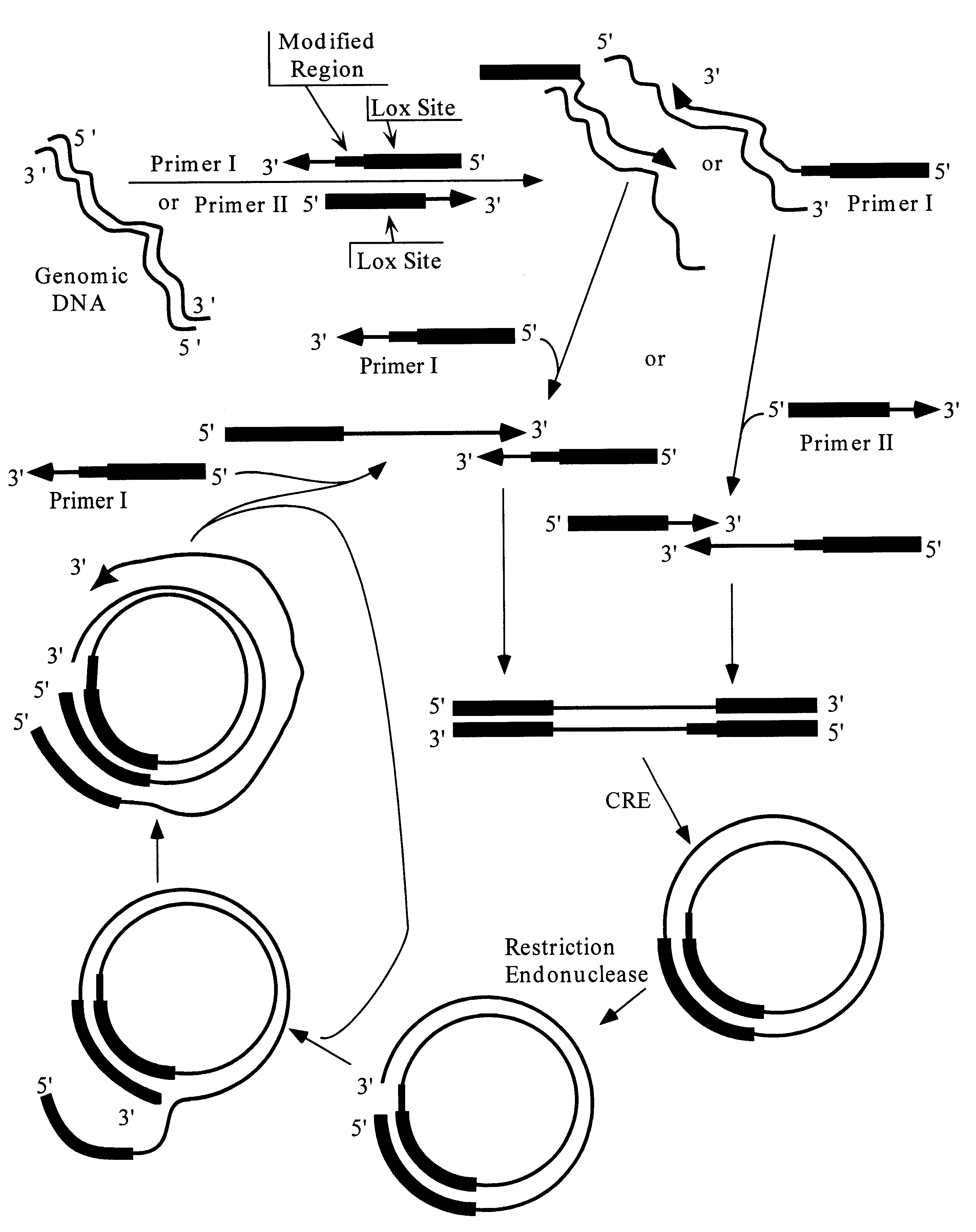 Amplification of nucleic acid molecules via circular replicons