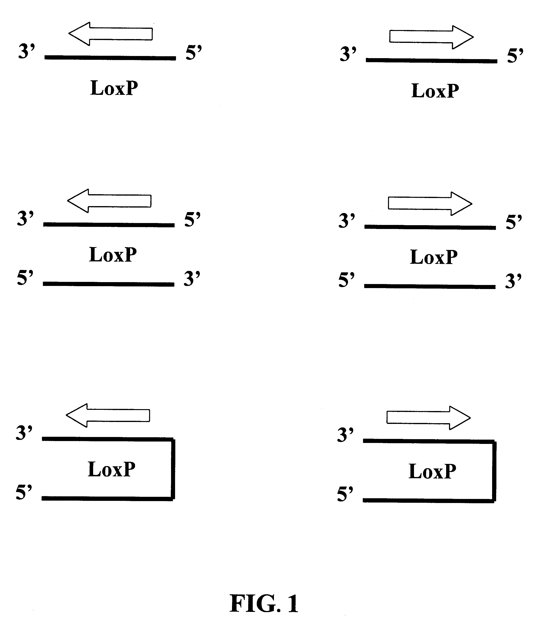 Amplification of nucleic acid molecules via circular replicons