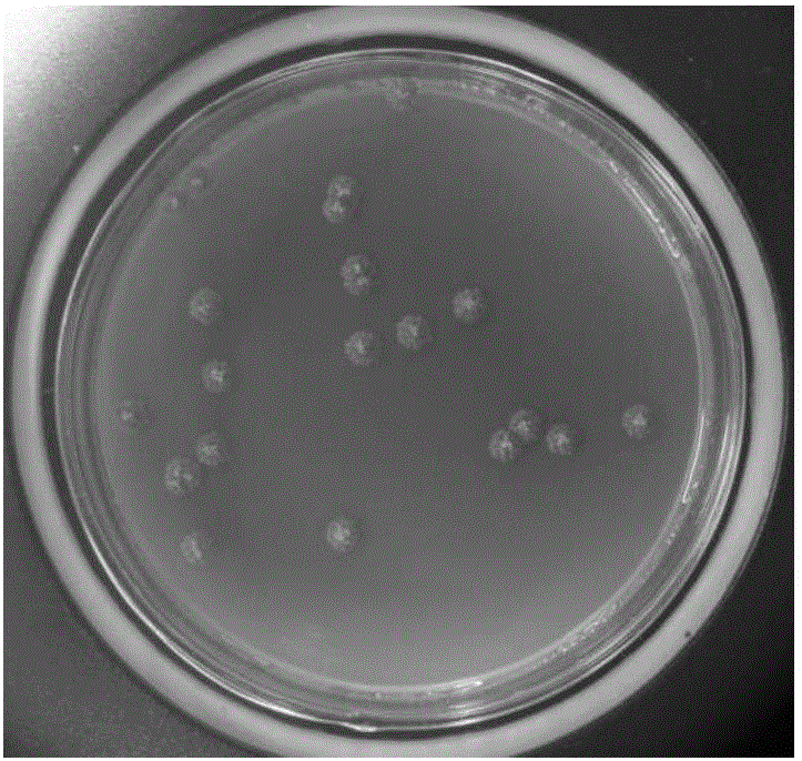 Actinoplanes utahensis and application thereof in preparing acarbose