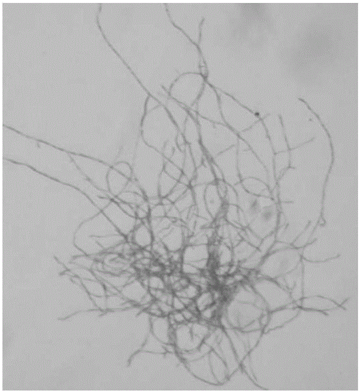 Actinoplanes utahensis and application thereof in preparing acarbose