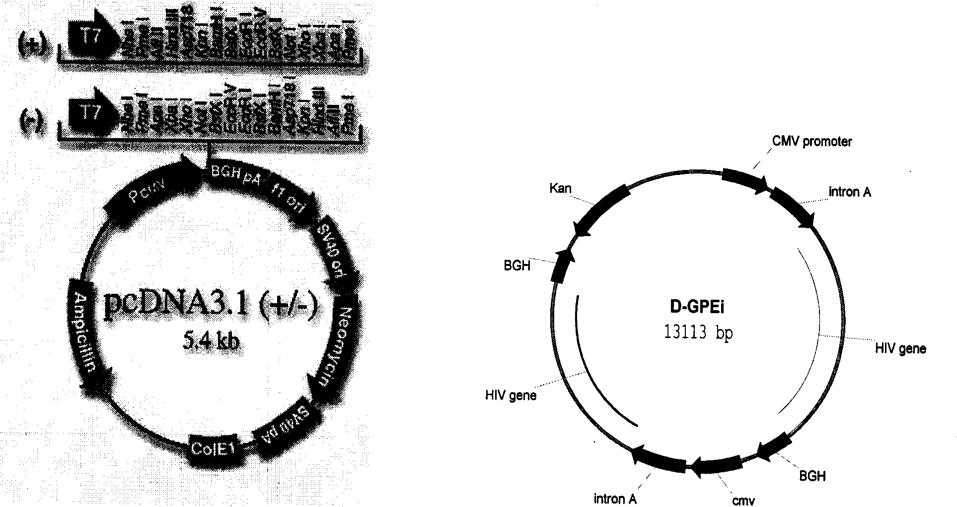 HIV-1 virus-like particle and its prepn and use