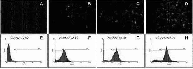 Brain tumour targeting gene delivery composite modified by low density lipoprotein receptor associated protein ligand polypeptide