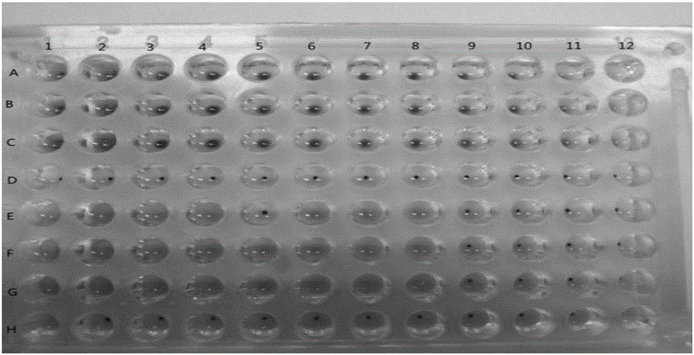 Biological detection method used for quality evaluation on and quality control over heat-clearing and detoxifying traditional Chinese medicines