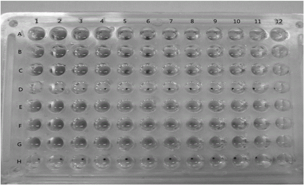 Biological detection method used for quality evaluation on and quality control over heat-clearing and detoxifying traditional Chinese medicines