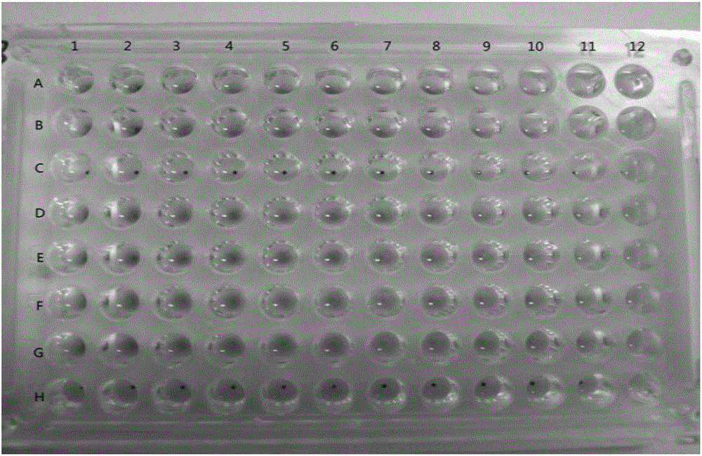 Biological detection method used for quality evaluation on and quality control over heat-clearing and detoxifying traditional Chinese medicines