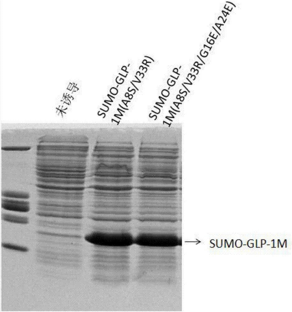 GLP-1(7-37) polypeptide analogue