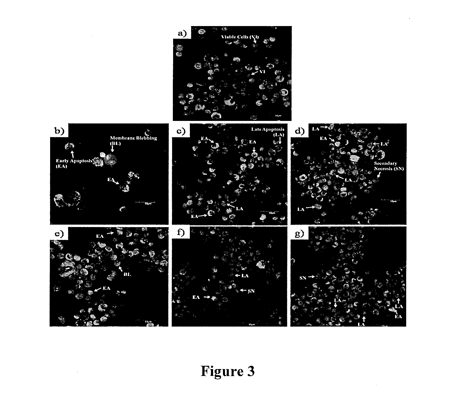 Methods and compositions for inhibiting cancer cell growth