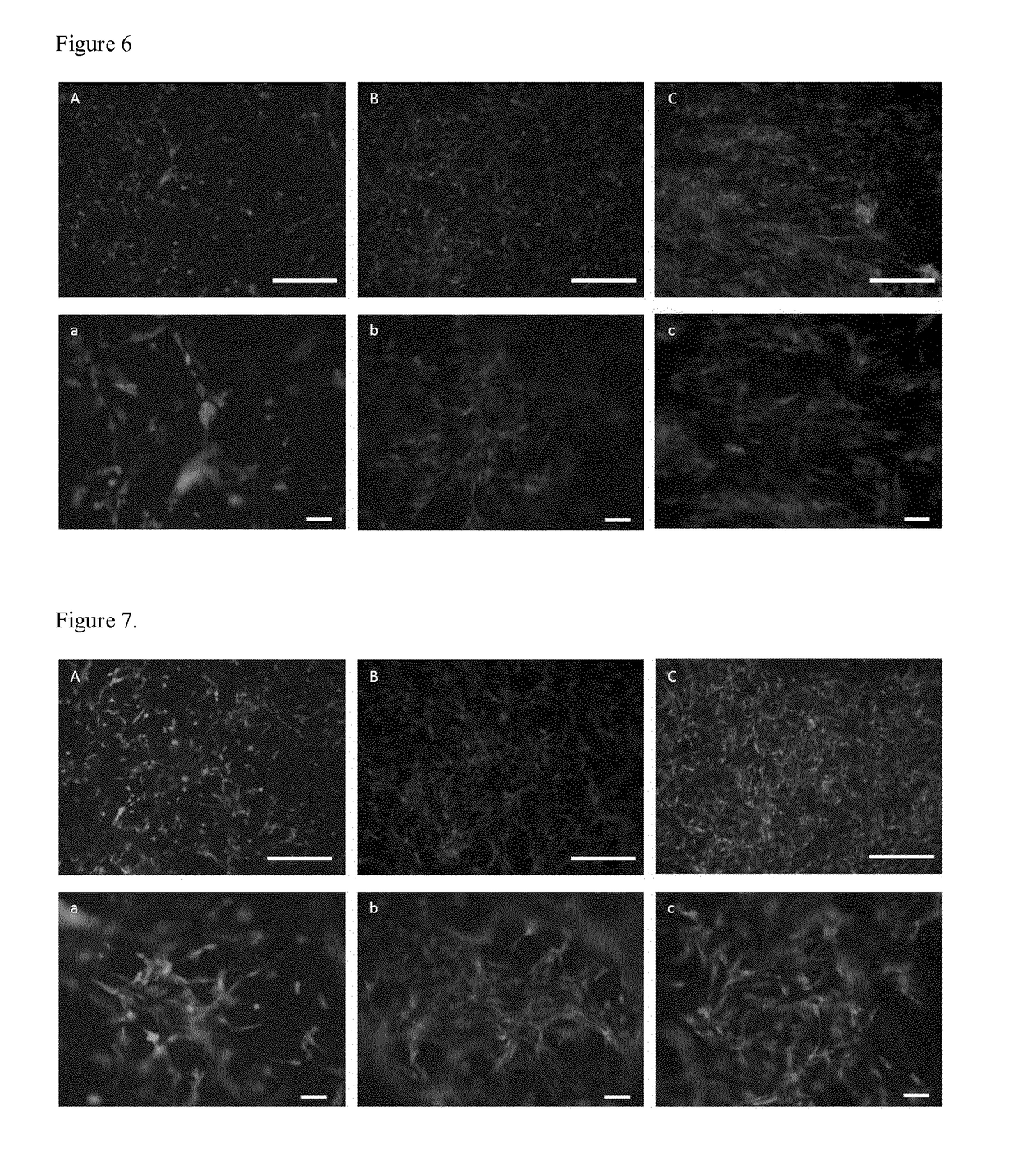 A biomaterial scaffold for regenerating the oral mucosa