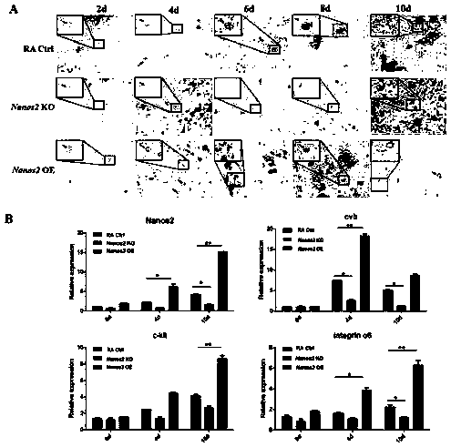 Method for function verification of Nanos2 in differentiation of chicken ESCs into male germ cells