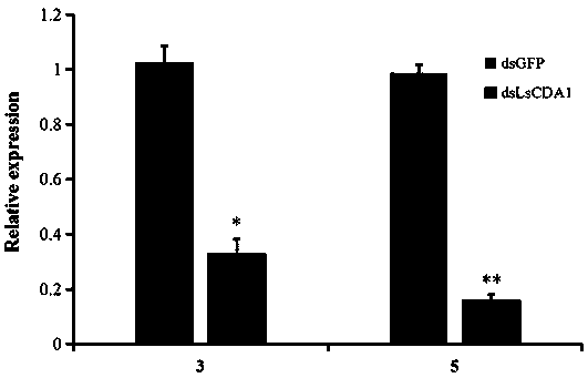 Lasioderma serricorne chitin deacetylase gene 1 and application of dsRNA thereof in pest control