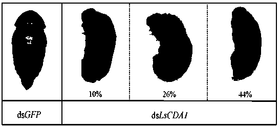 Lasioderma serricorne chitin deacetylase gene 1 and application of dsRNA thereof in pest control