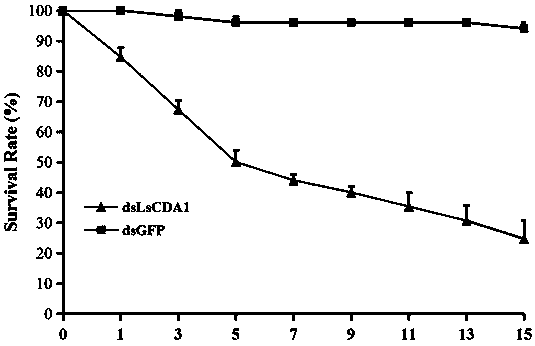 Lasioderma serricorne chitin deacetylase gene 1 and application of dsRNA thereof in pest control