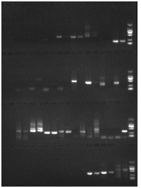 A low-salt-tolerant molecular marker c62 of Portunus trituberculatus and its application