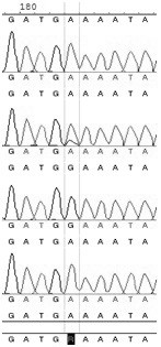 A low-salt-tolerant molecular marker c62 of Portunus trituberculatus and its application