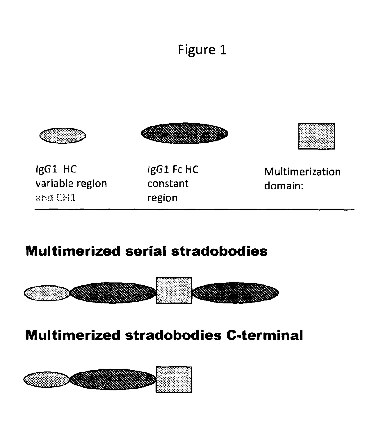 Molecules with antigen binding and polyvalent FC gamma receptor binding activity