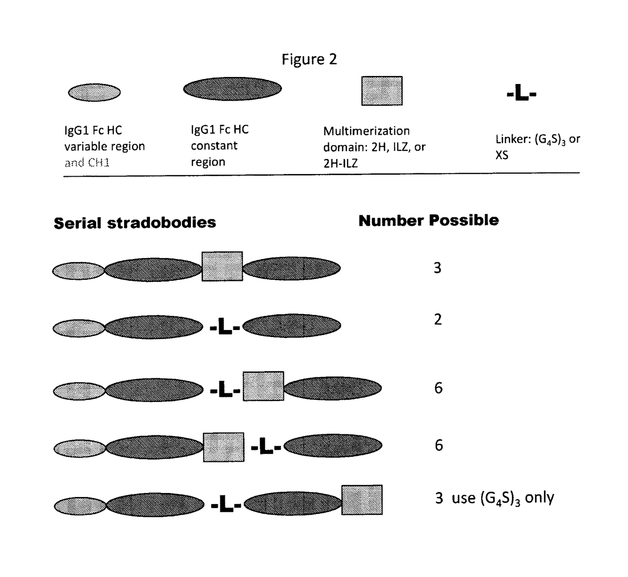 Molecules with antigen binding and polyvalent FC gamma receptor binding activity