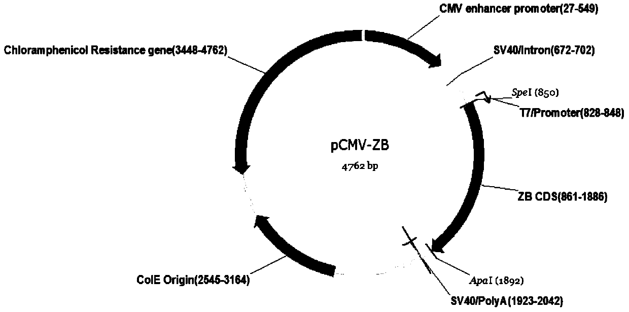 A kind of zb transposon system and its mediated gene transfer method