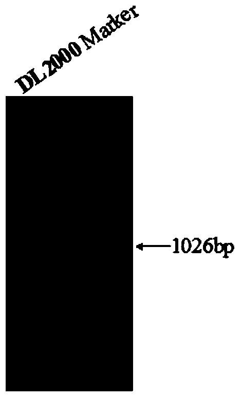 A kind of zb transposon system and its mediated gene transfer method