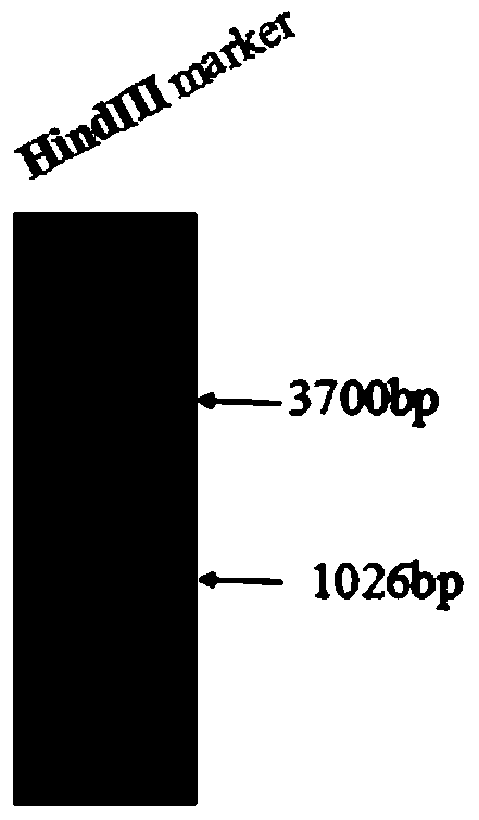 A kind of zb transposon system and its mediated gene transfer method