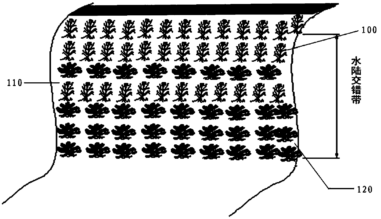 Method for building ecological slope protection by reasonably mixing and matching spiral shells with water plants