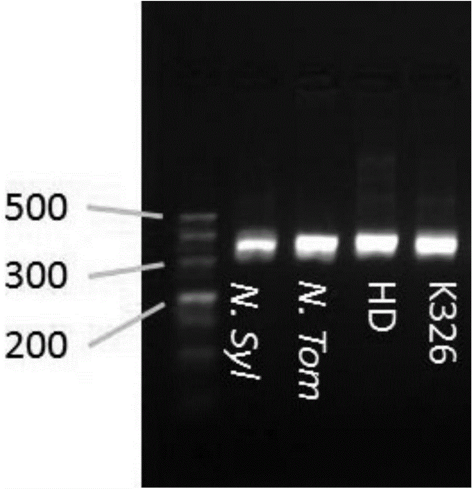 Method for high-resolution genotyping of SSR (simple sequence repeats) molecular marker