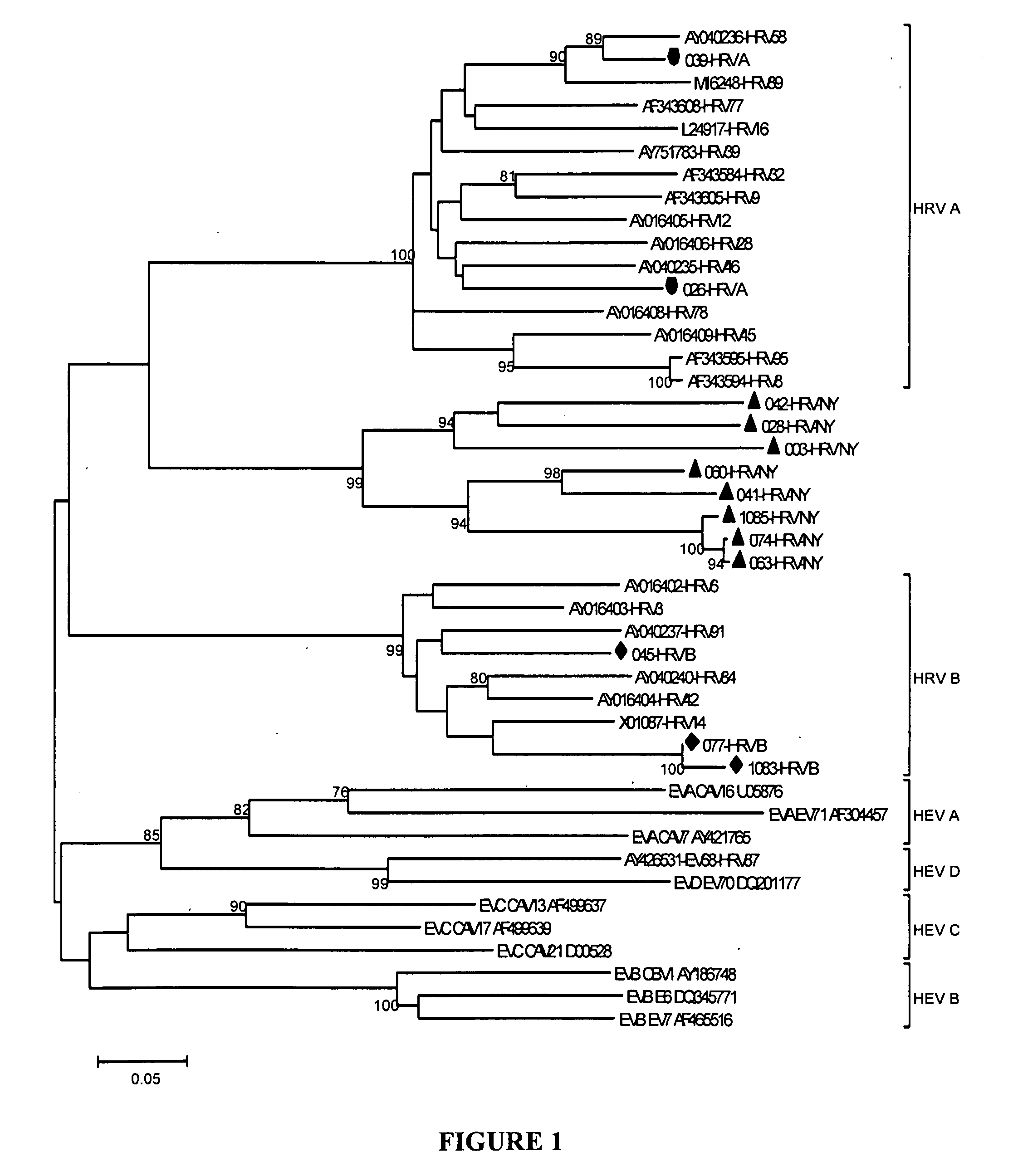 Picornavirus and uses thereof