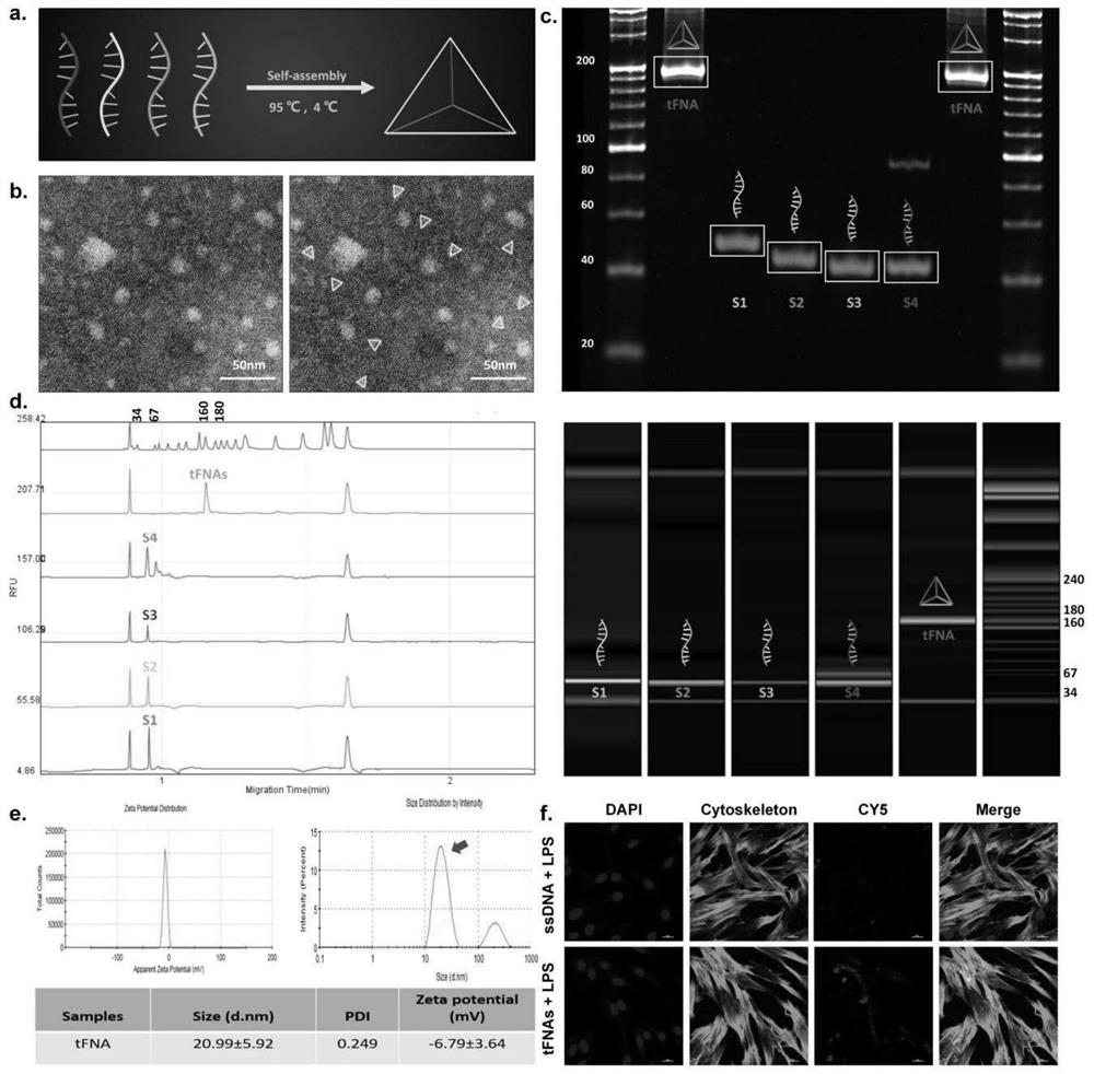 Application of DNA tetrahedron in preparation of medicine for treating and preventing periodontitis