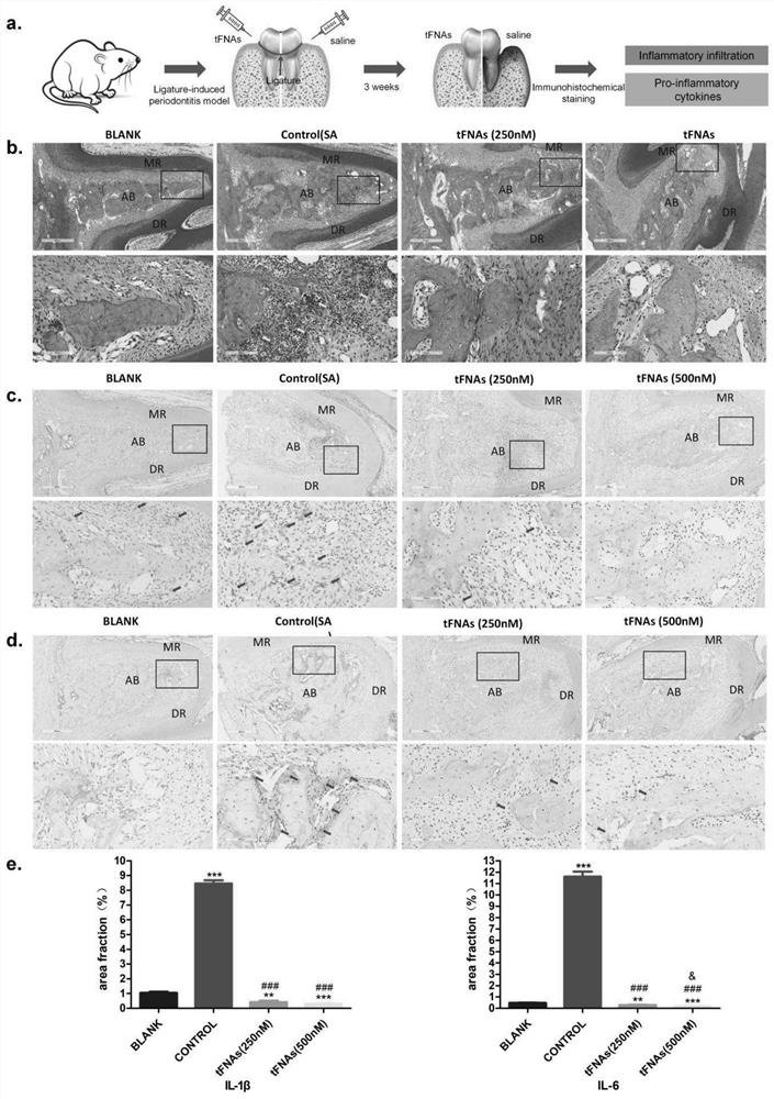 Application of DNA tetrahedron in preparation of medicine for treating and preventing periodontitis