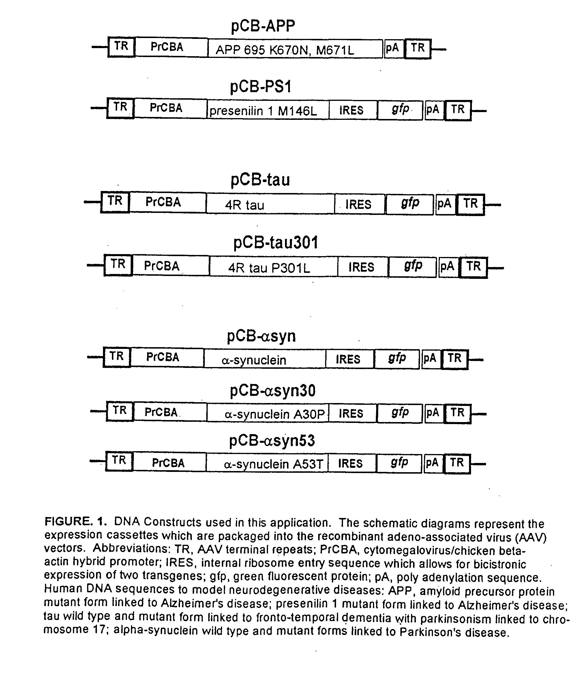 Human disease modeling using somatic gene transfer