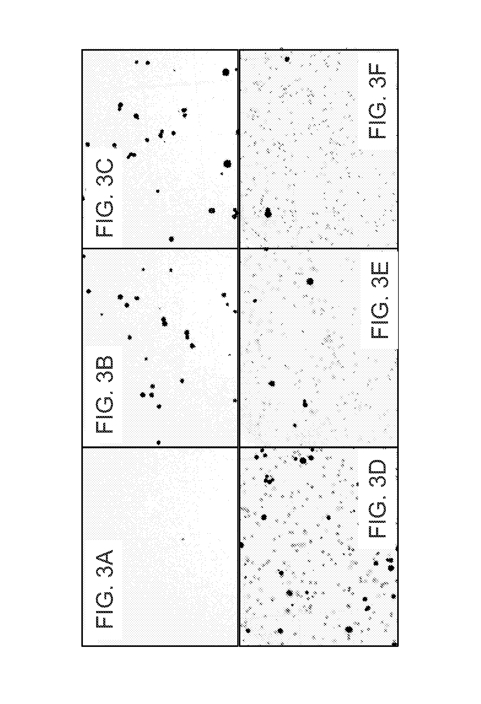 Cell binding peptides for diagnosis and detection