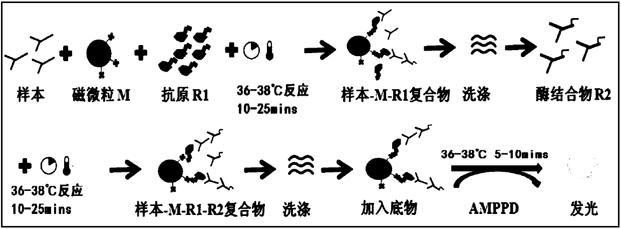 Detection kit and detection method for anti-mitochondrial antibody IgG (Immunoglobulin G)