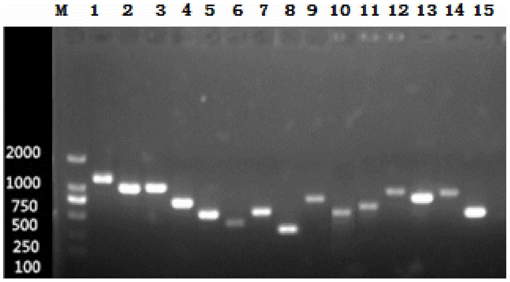 Haemophilus parasuis serotyping PCR method