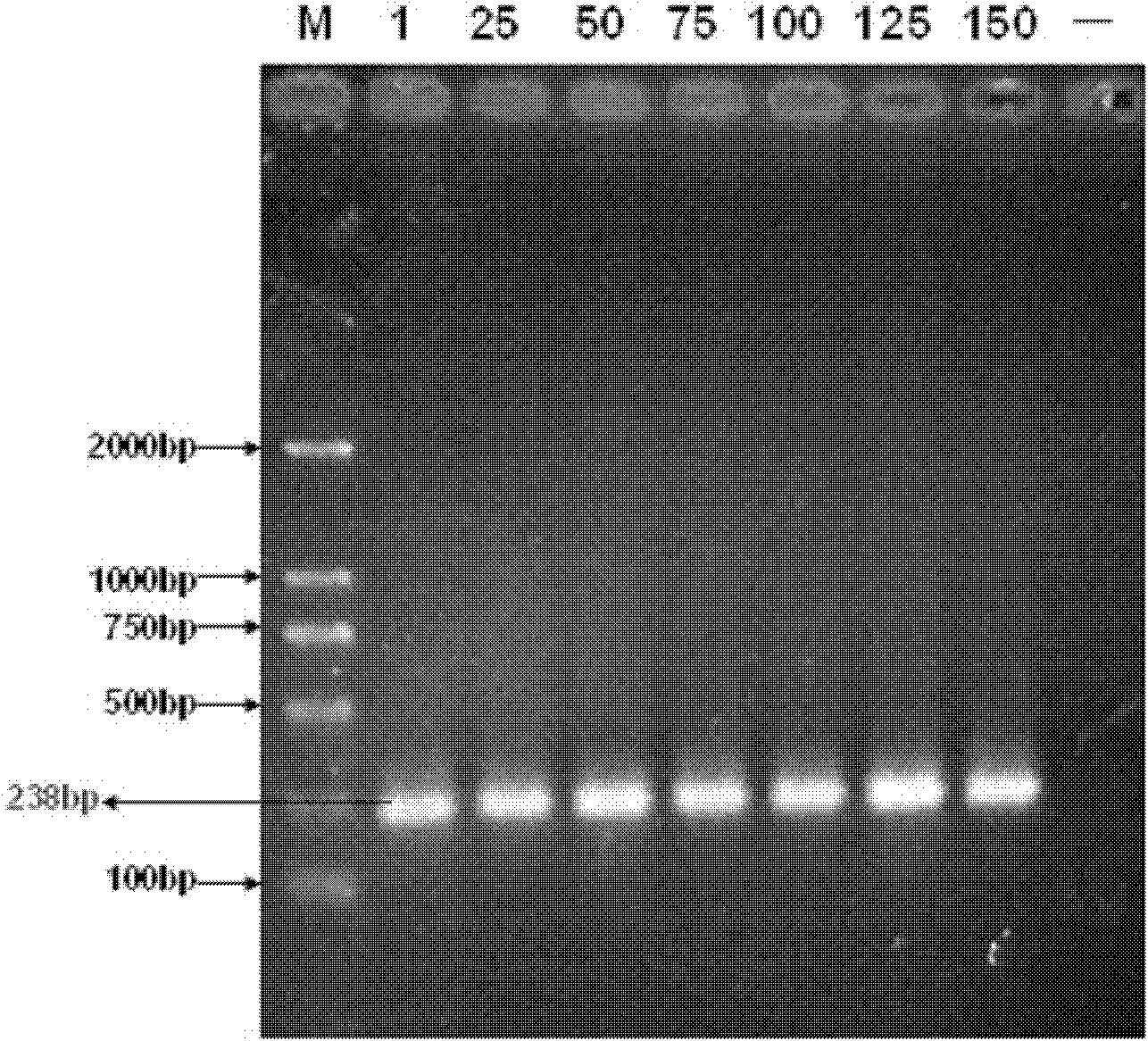 Mycoplasma bovis attenuated strain and application thereof