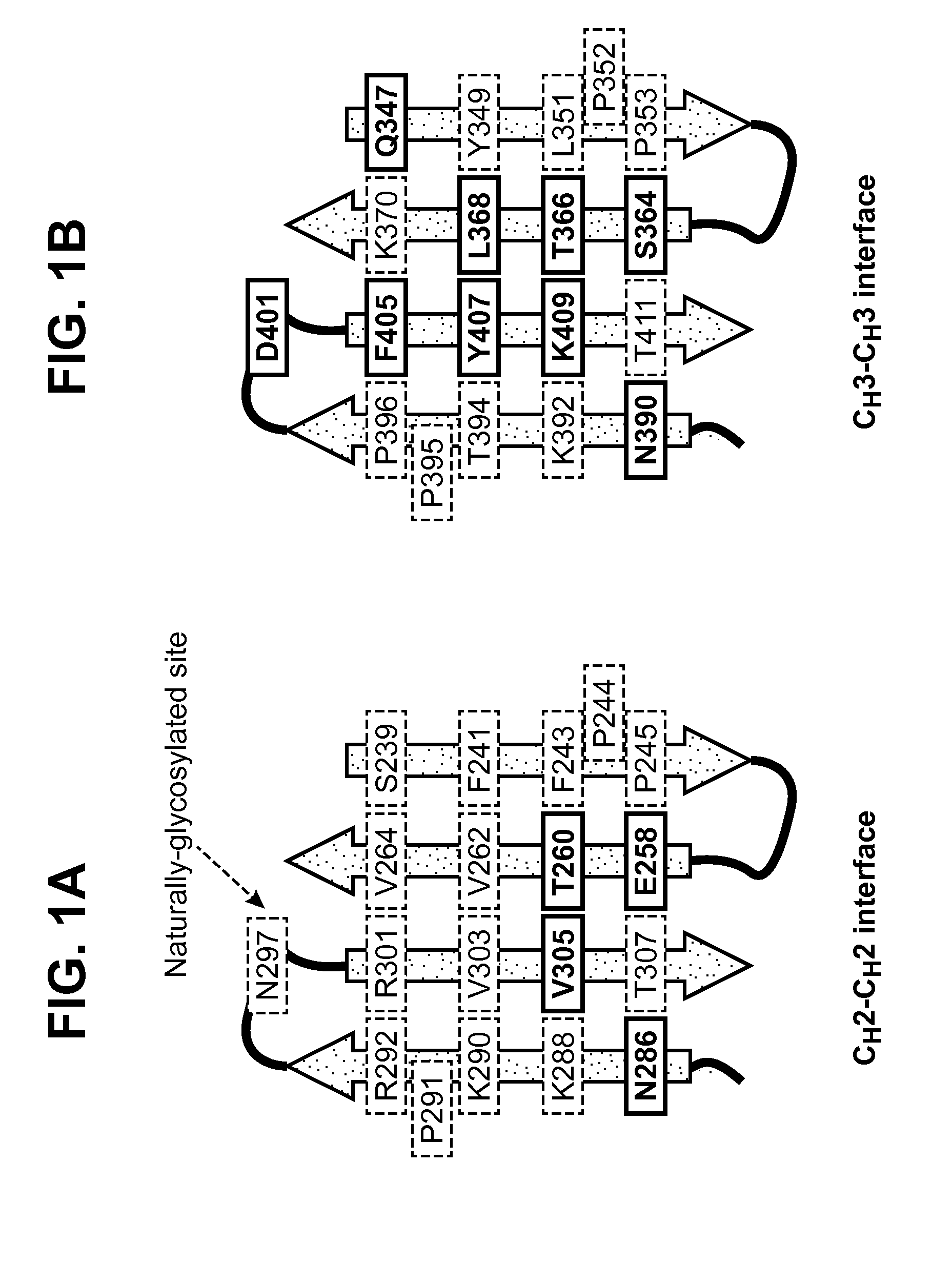 Engineered monomeric antibody fragments