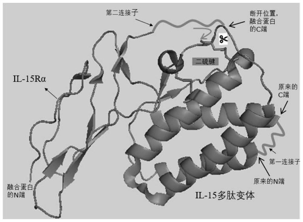 Novel IL-15 fusion protein for resisting tumors