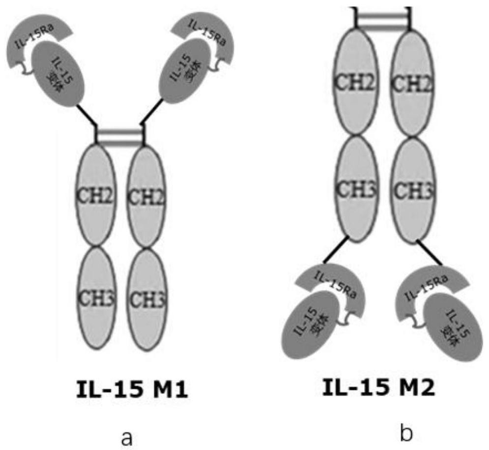 Novel IL-15 fusion protein for resisting tumors