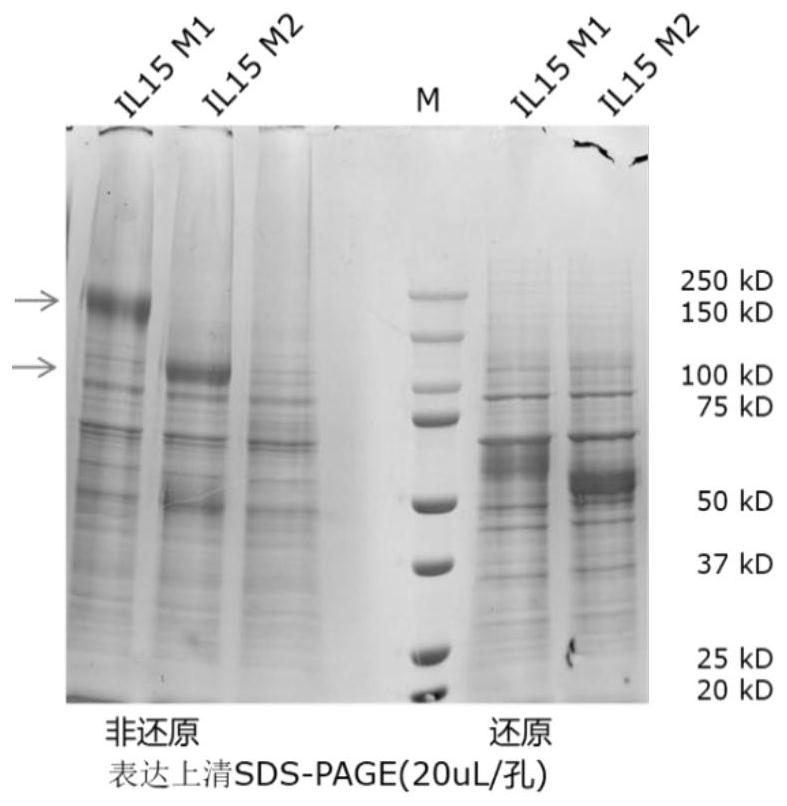 Novel IL-15 fusion protein for resisting tumors