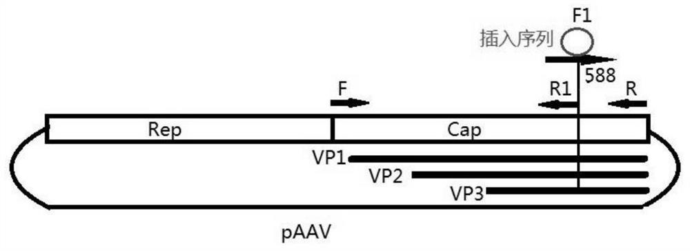 CD4 positive cell specific gene transfer vector and application thereof