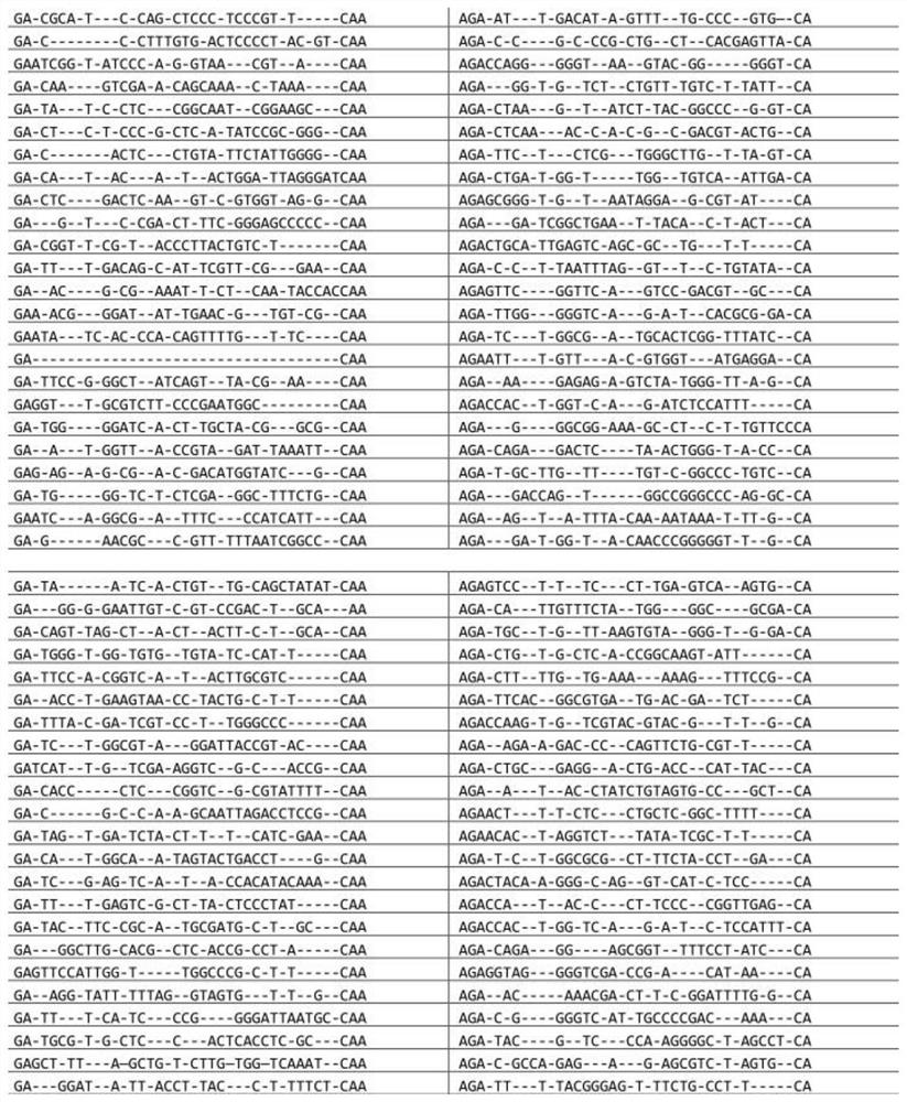 CD4 positive cell specific gene transfer vector and application thereof