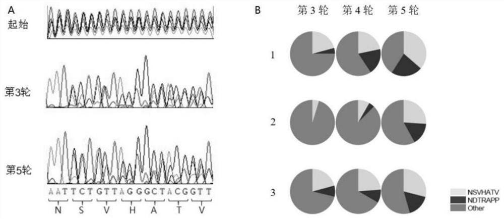 CD4 positive cell specific gene transfer vector and application thereof