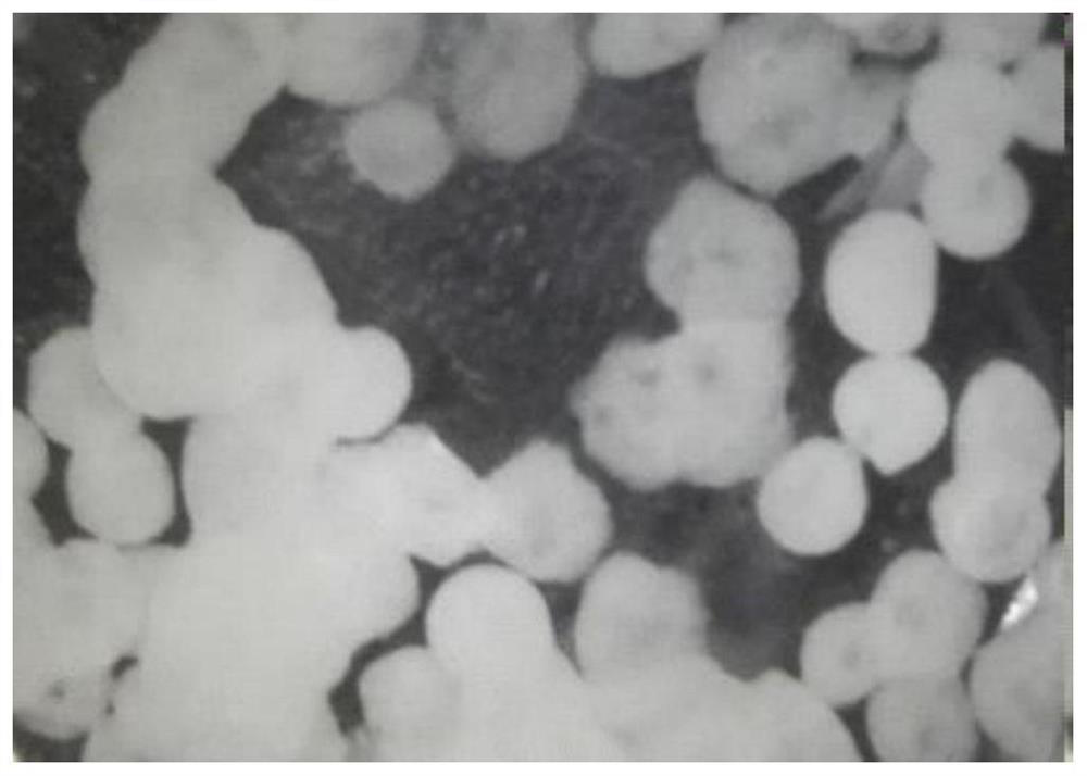 A kind of preparation device and preparation method of spherical solid phosphoric acid