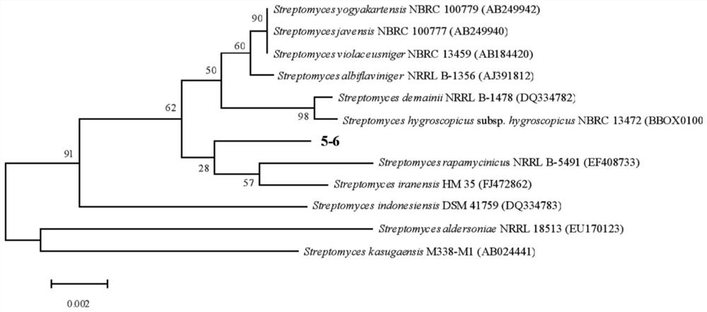 Actinomycetes with bacteriostatic activity and application thereof