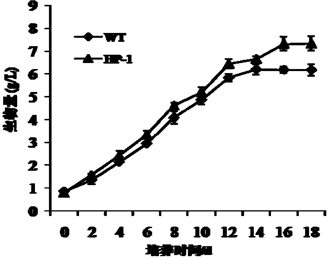 A kind of Nannochloropsis mutant strain and its heavy ion mutagenesis breeding method