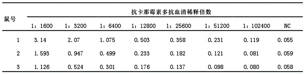 Kanamycin antibody and preparation process thereof