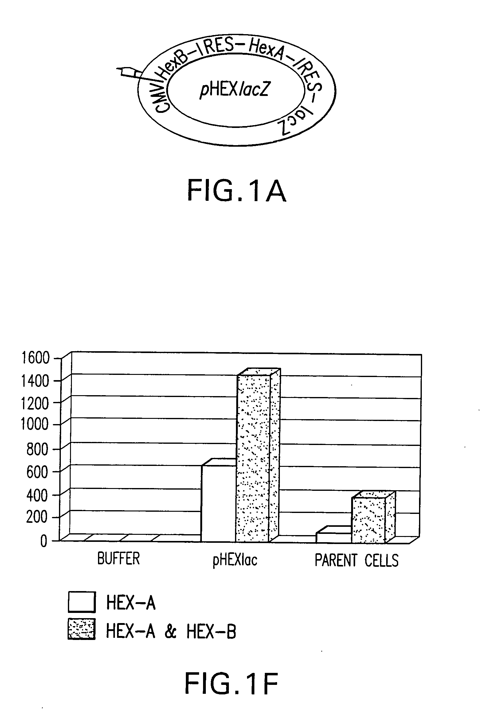 Vectors having both isoforms of beta-hexosaminidase and uses of the same