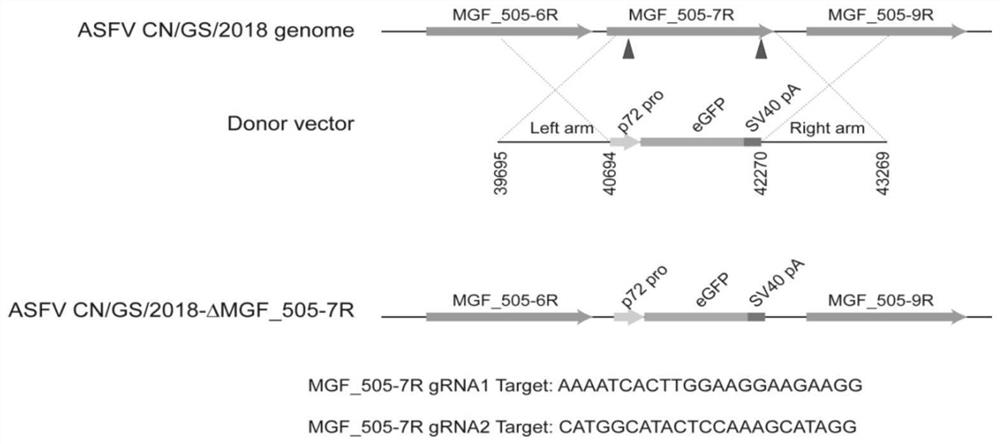 Gene-deleted attenuated African swine fever virus strain and application thereof